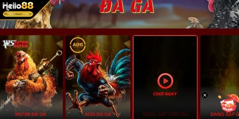 da-ga-hello88-tong-quan-cho-tan-binh